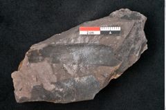 Foto (Detailansicht) von Noeggerathia palmaeformis Goeppert (NHMW-GEO-2024-0188-10749)